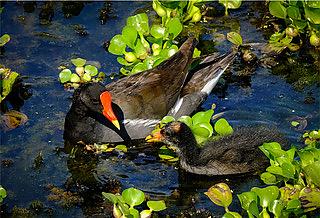 Gallinules