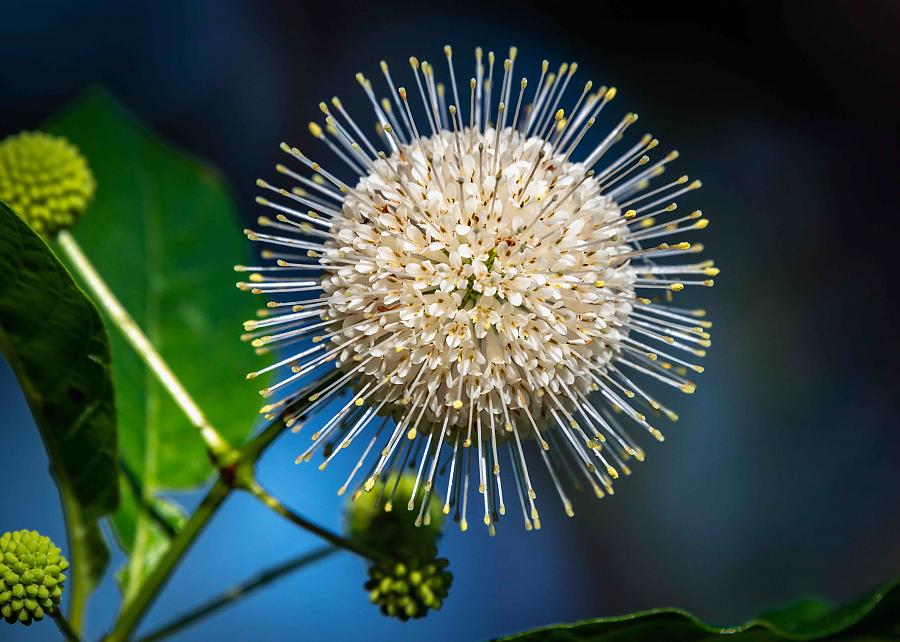 Flower at Cullinan Park