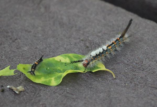 Caterpillars in Cullinan Park