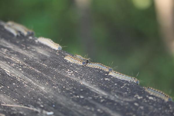 Caterpillars in Cullinan Park