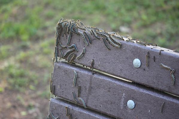 Caterpillars in Cullinan Park