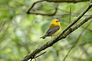 Yellow bird on branch in Cullinan Park