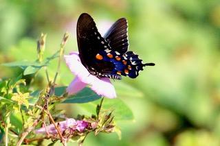 butterfly on flower