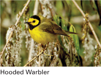 hooded warbler