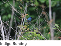 indigo bunting