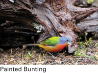 painted bunting