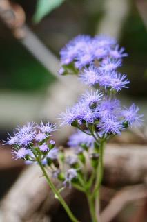 Purple flowers in Cullinan Park