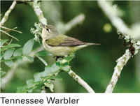 tennessee warbler