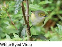 white-eyed vireo