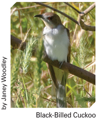 Black billed Cuckoo