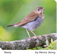 Veery bird