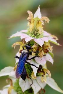 Blue bug on flower