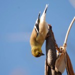 yellow bird upside down