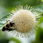Bumble bee on flower
