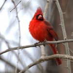 cardinal on branch