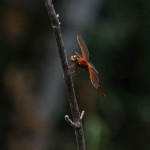 Red insect on branch