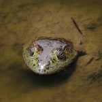Green frog above water