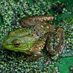 green and brown frog 