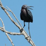 grey bird in Cullinan Park 