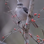 bird with red berries