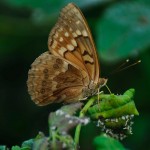 Butterfly on branch