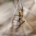 Yellow spider on web