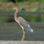 Crane with yellow legs