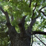 Large tree in Cullinan Park 