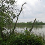 Still lake in Cullinan Park 