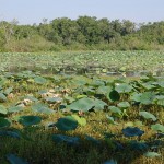 Lily pads on lake