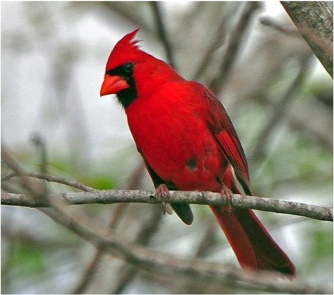 Cardinal