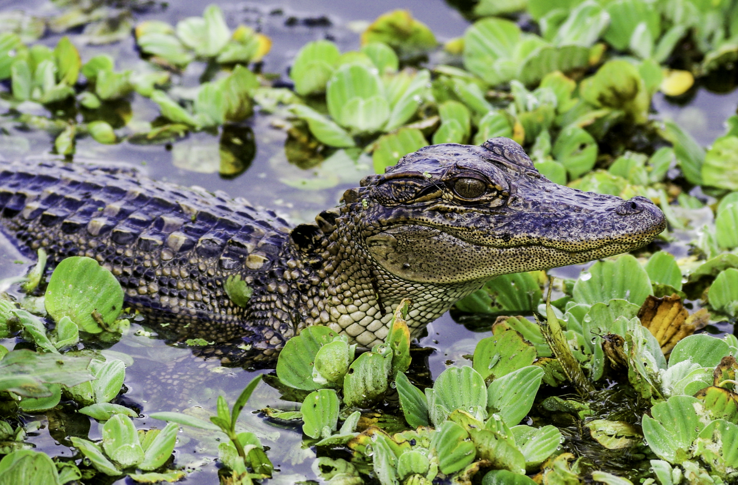 Alligator in lake