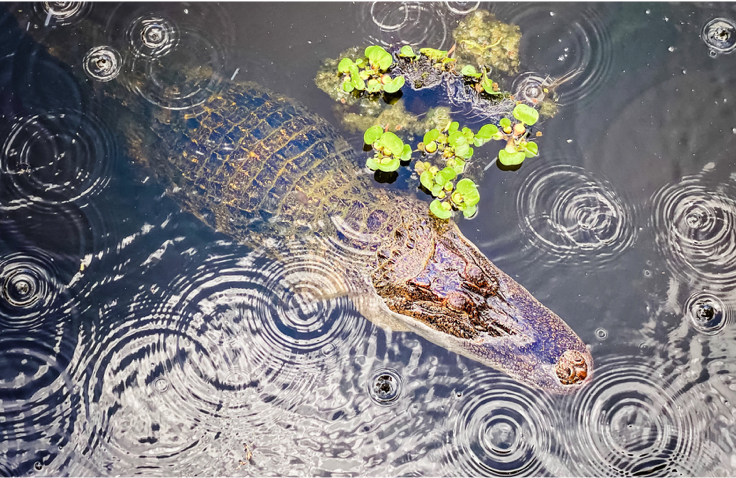 Alligator from above