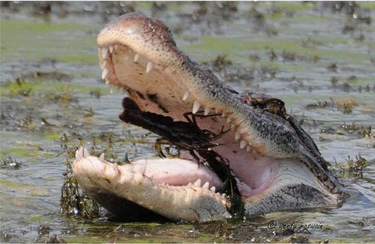 Alligator eating crawfish