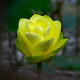 Yellow flower blooming