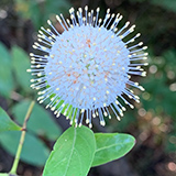White spiky flower