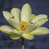 Flower blooming with bees