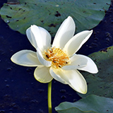 white flower from lily pad