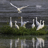 Egrets on lake